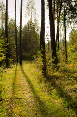 shadows of pine tree trunks on the forest path