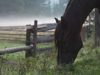 Naklejka premium Dark and white Horse on a foggy morning