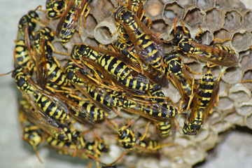 Vespiary. Wasps polist. The nest of a family of wasps which is t