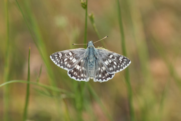 butterfly on flower