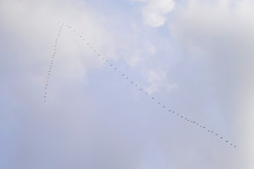 Wedge a geese flying to the south