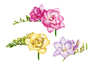 Freesia flower pink, yellow, violet watercolor painting illustration set. Hand painted botanical tender flowers with green buds in the full bloom. Isolated on white background