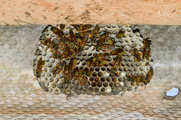 Wasp nest with wasps sitting on it.