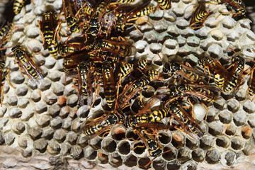 Wasp nest with wasps sitting on it. Wasps polist. The nest of a family of wasps which is taken a close-up