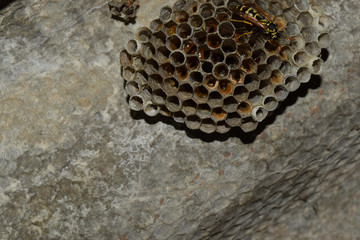 Vespiary. Wasps polist. The nest of a family of wasps which is t