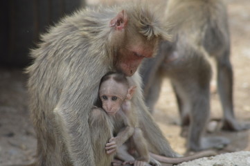 Naklejka premium monkeys