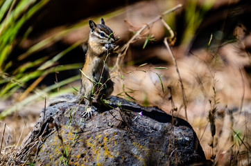 Feeding Chipmunk At Turnbull National Wildlife Refuge.