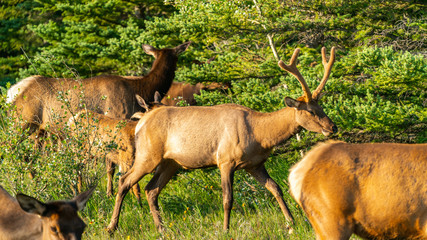 male deer grazing