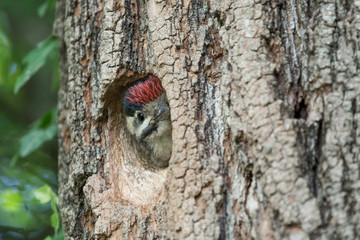 My nest, my home (macro photography of Great spotted woodpecker)