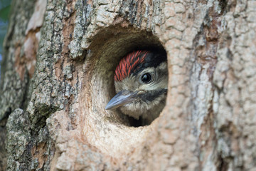 Obraz premium My nest, my home (macro photography of Great spotted woodpecker)