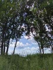 Obraz na płótnie Canvas tree in field