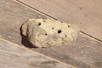 Nests of clay belonging wasp