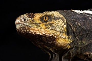 Obraz premium Black-chested Spiny-tailed Iguana (Ctenosaura melanosterna)