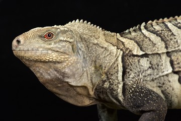 Hispaniolan ground iguana (Cyclura ricordi)