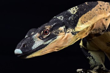 Lace monitor (Varanus varius) Bell's fase