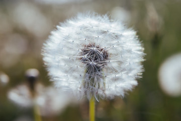 Fluffy white dandelion with seeds on a bud on a bright green background.