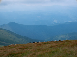 Mountain valley during sunrise / sunset. Natural summer landscape. Colorful summer landscape in the Carpathian mountains.