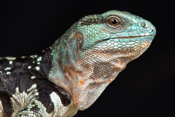Yucatan Spiny-tailed Iguana (Cachryx defensor)