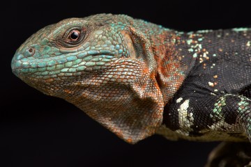 Campeche spiny-tailed iguana (Cachryx alfredschmidti)