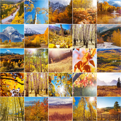 Autumn collage