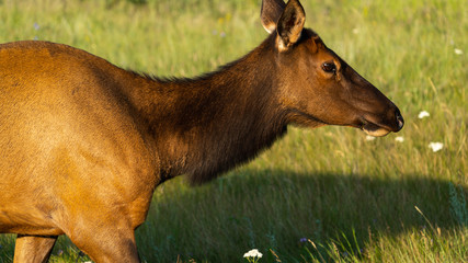 female rain deer