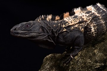 Roatan Spiny-tailed Iguana (Ctenosaura oedirhina)