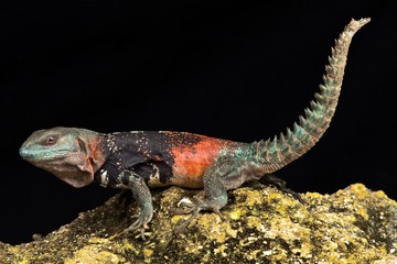 Campeche spiny-tailed iguana (Cachryx alfredschmidti)