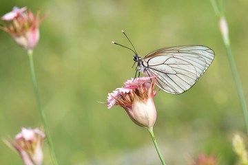 Pieridae / Alıç Kelebeği / Black-veined White / Aporia crataegi	