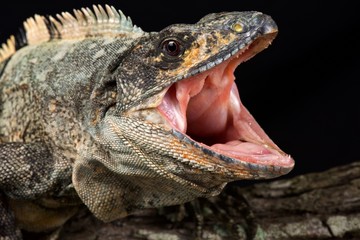 Black spiny-tailed iguana (Ctenosaura similis)
