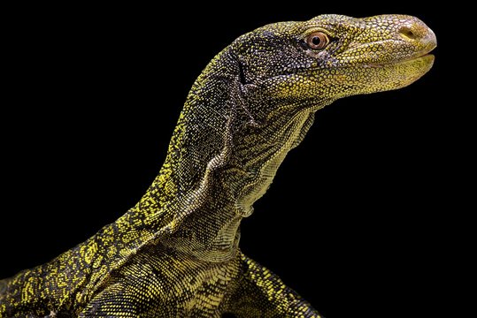 Crocodile monitor (Varanus salvadorii)