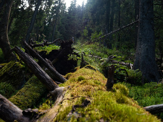 Fototapeta premium old broken tree in the forest, tree covered with moss and lichen