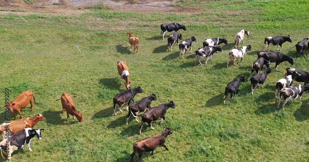 Wall mural Aerial view of cows herd grazing on pasture field, top view drone pov , in grass field these cows are usually used for dairy production.