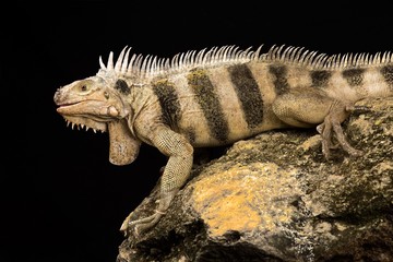 Saint Lucia horned iguana (Iguana iguana sanctaluciae)