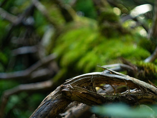 old broken tree in the forest, tree covered with moss and lichen