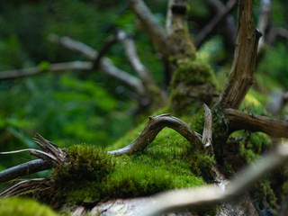 old broken tree in the forest, tree covered with moss and lichen