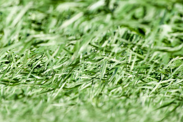 Young wheat green on the field, background texture of grass.