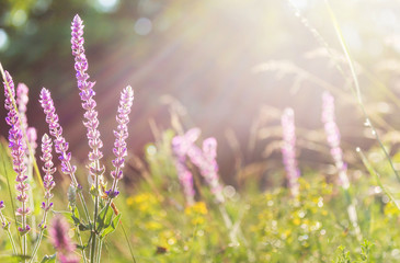 Sunny meadow