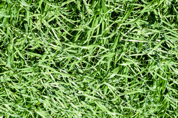 Young wheat green on the field, background texture of grass.