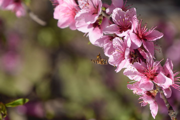 Pollination of flowers by bees peach.