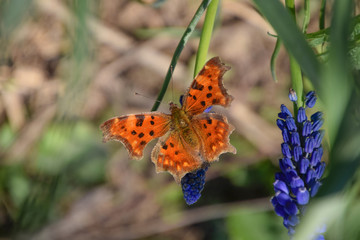 Polygonia c-album on a flower