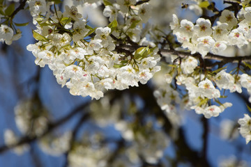 Pollination of flowers by bees pears.