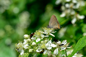 butterfly on flower