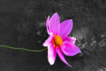 Seasons flower nature photography, Pink flower abstract