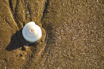sea shell on the beach
