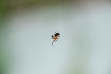 Small spider in his web of Araneus. Lovcen spider network