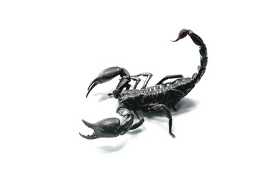 Big black scorpion on white background