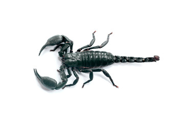 Big black scorpion on white background