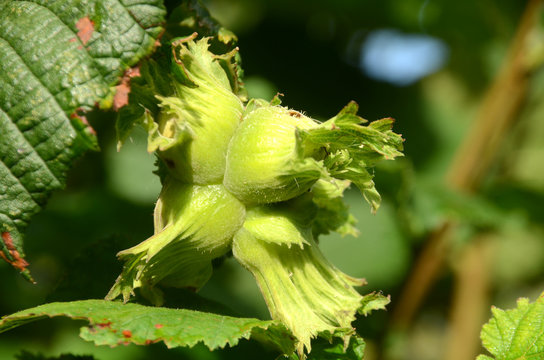 Cluster with four green hazelnuts on a tree.