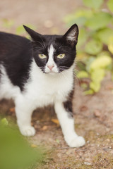 Sad street stray cat. Lonely cat sits and looks