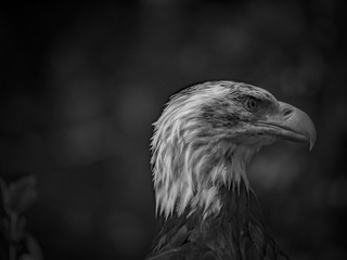 Aigle